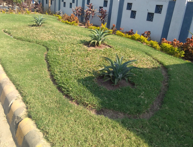 Plant