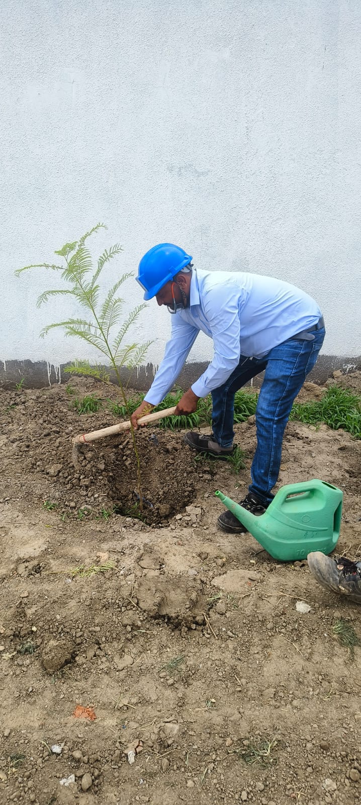 Plant