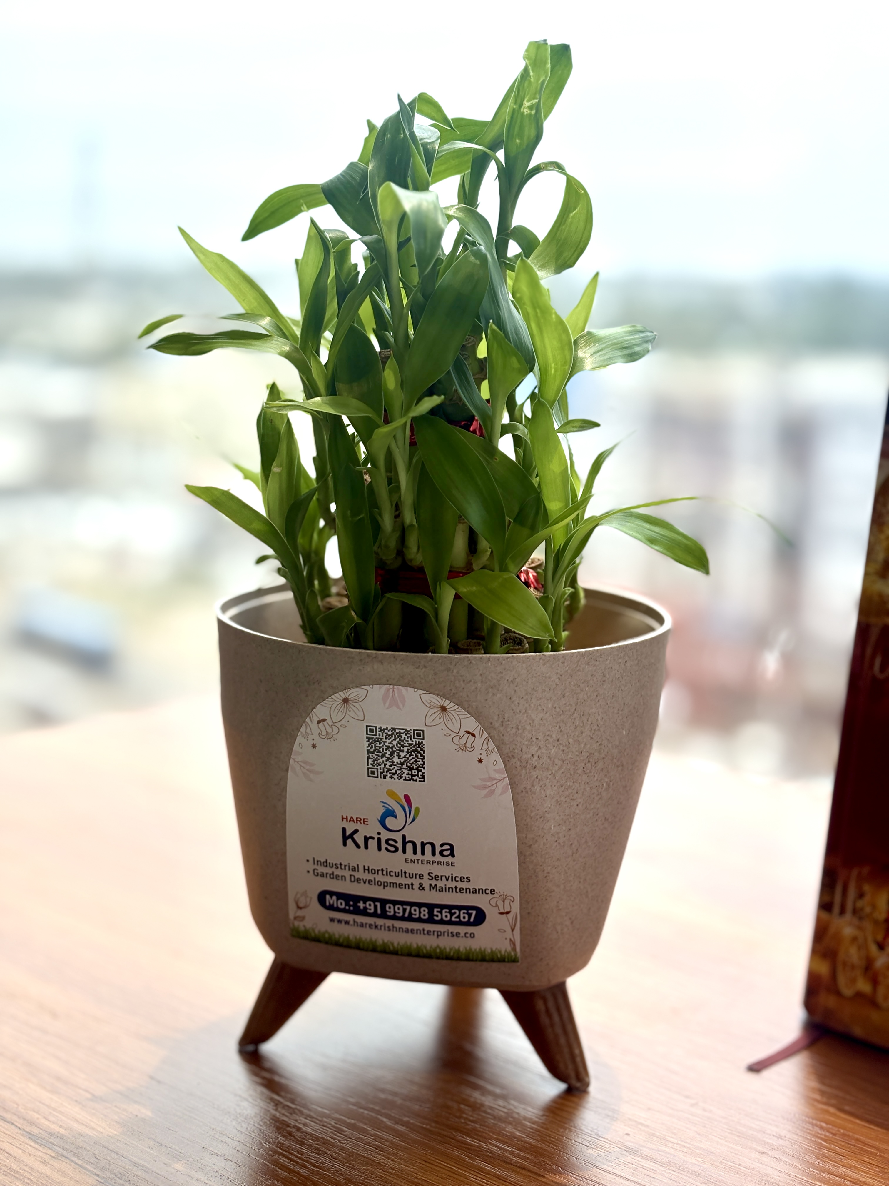 Plant