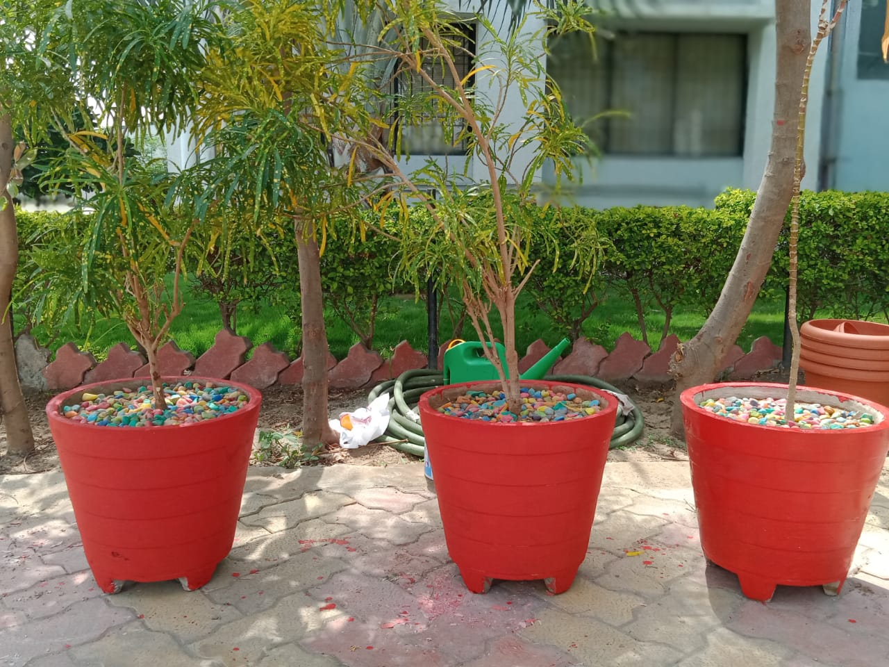 Plant