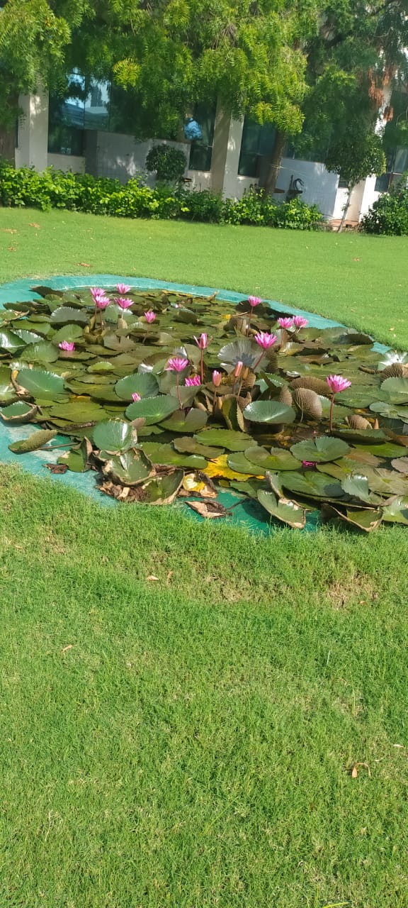 Plant