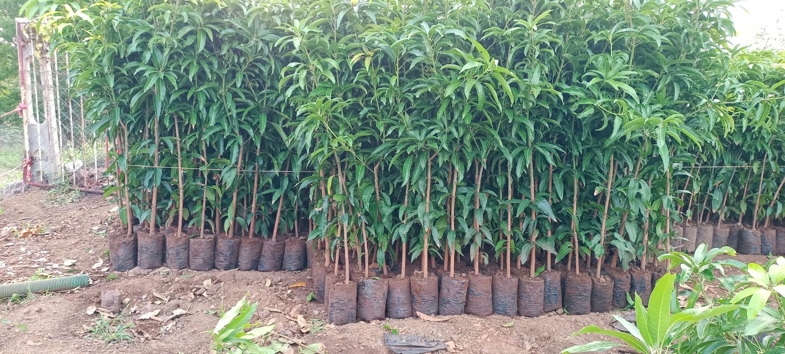 Plant