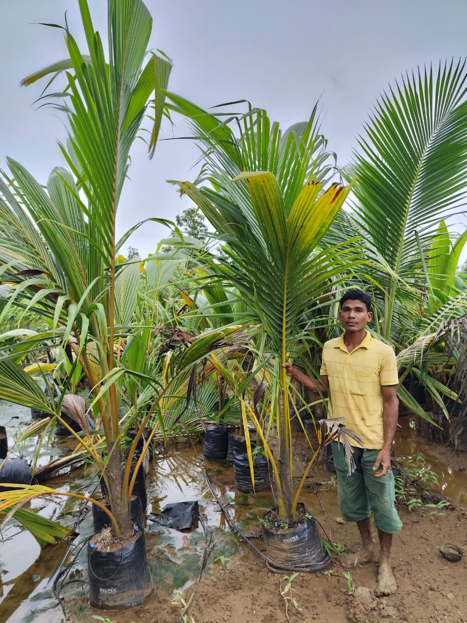 Plant