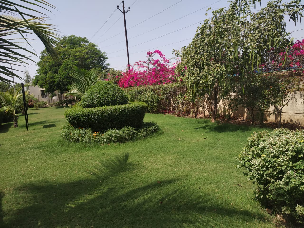 Plant