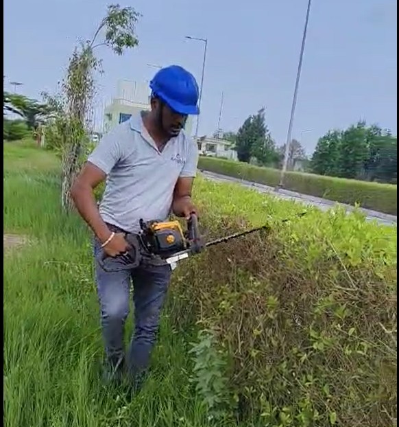 Plant