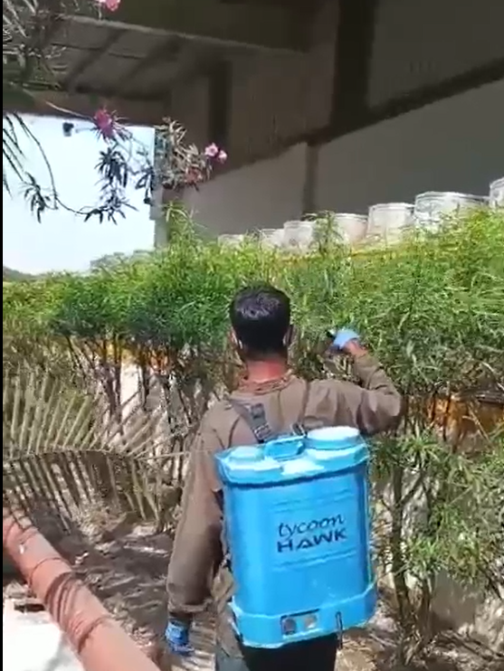 Plant