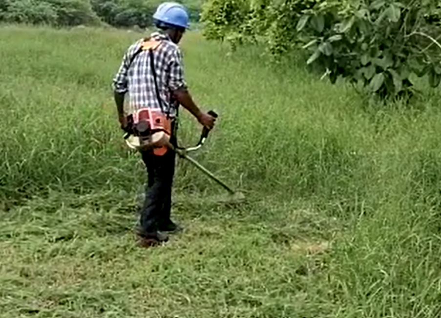 Plant
