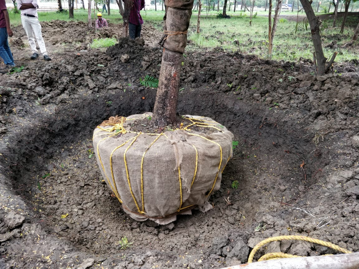 Plant