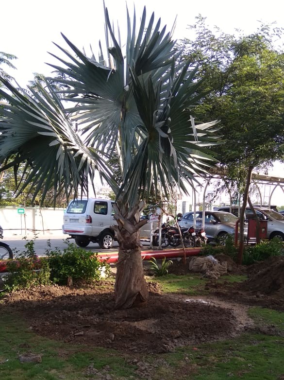 Plant
