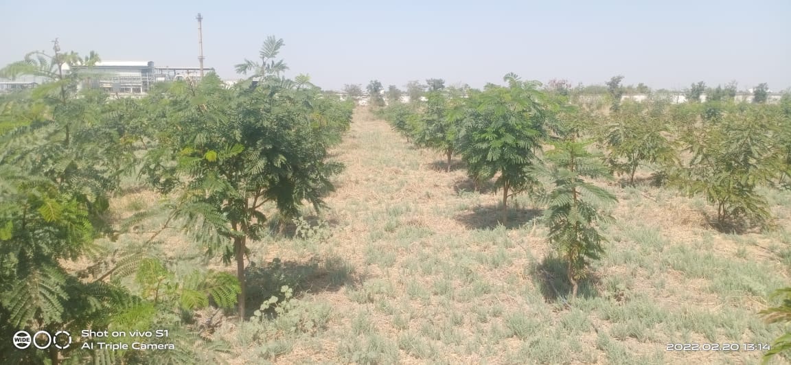 Plant