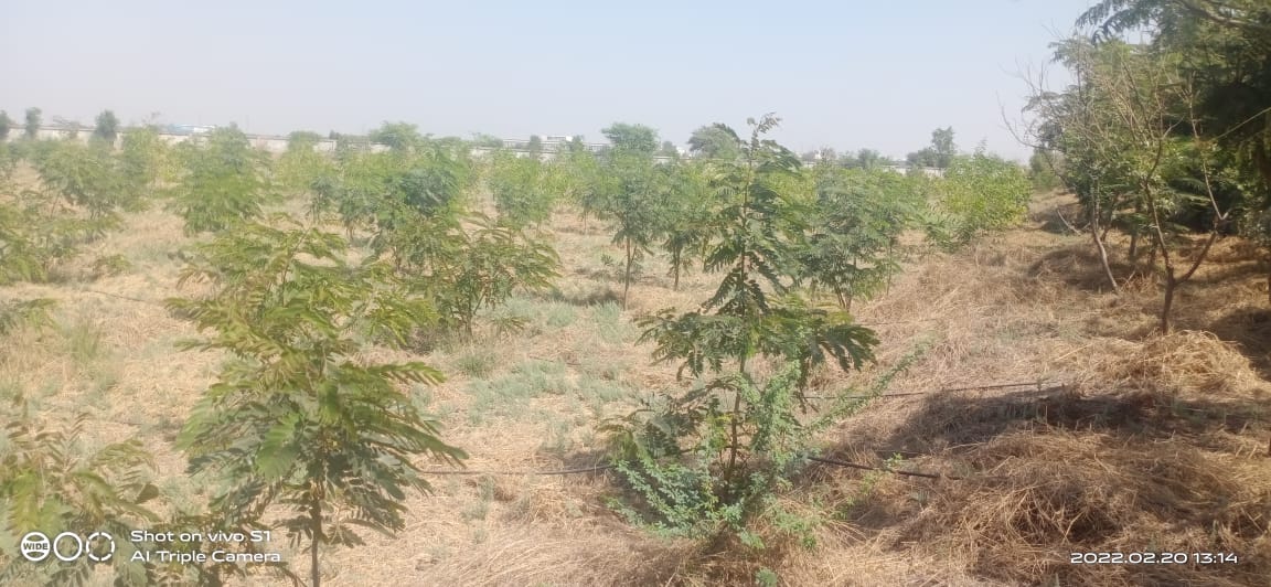 Plant