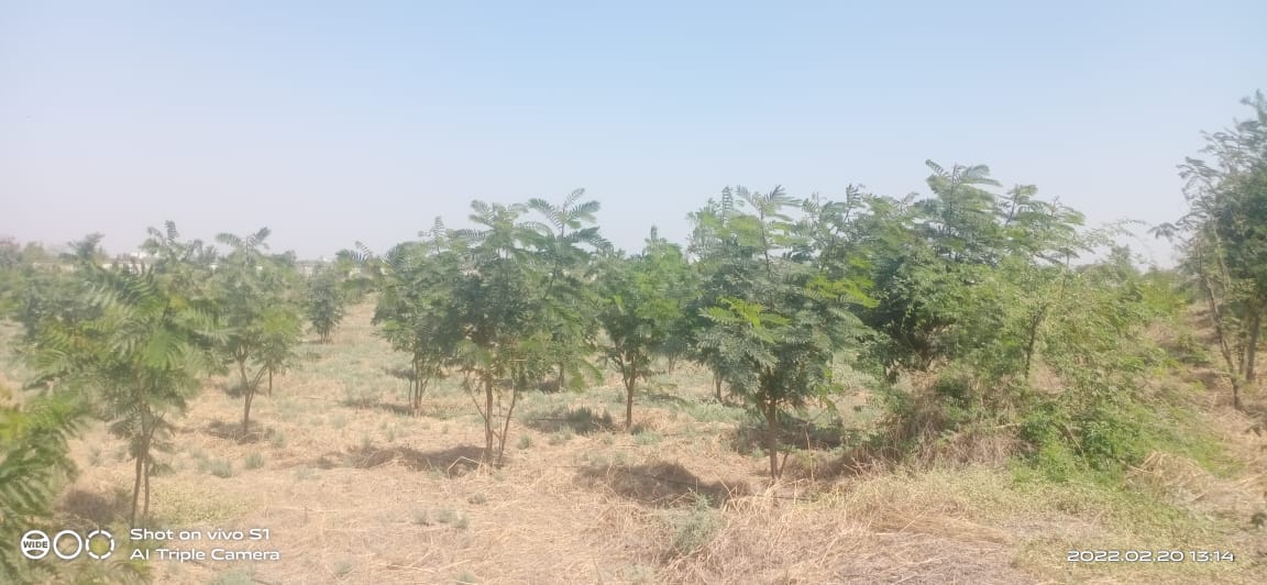Plant