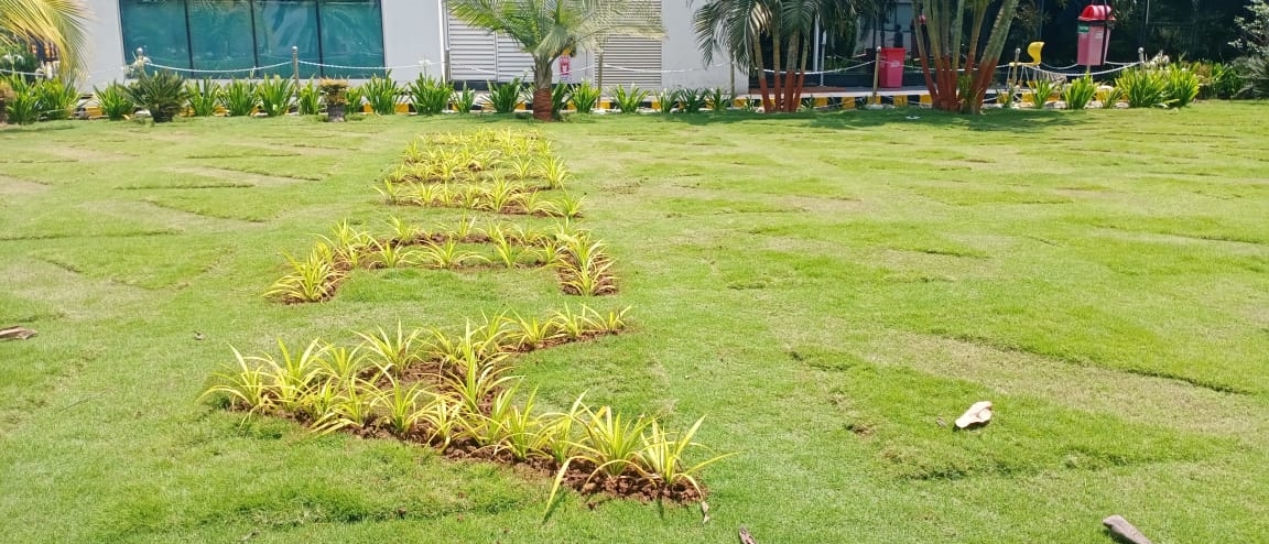 Plant