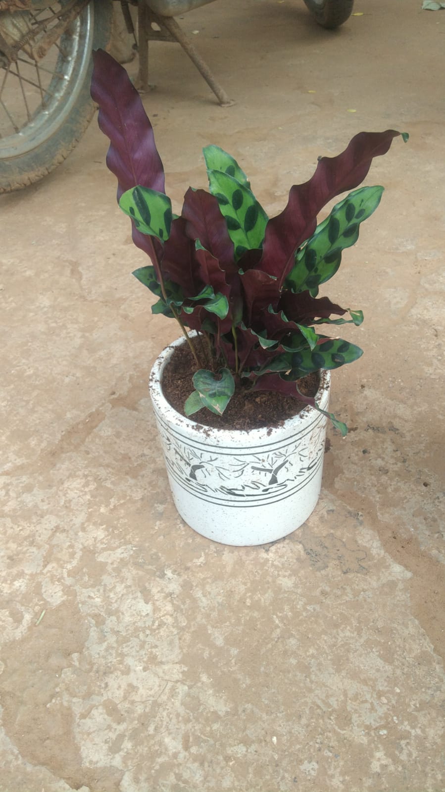 Plant