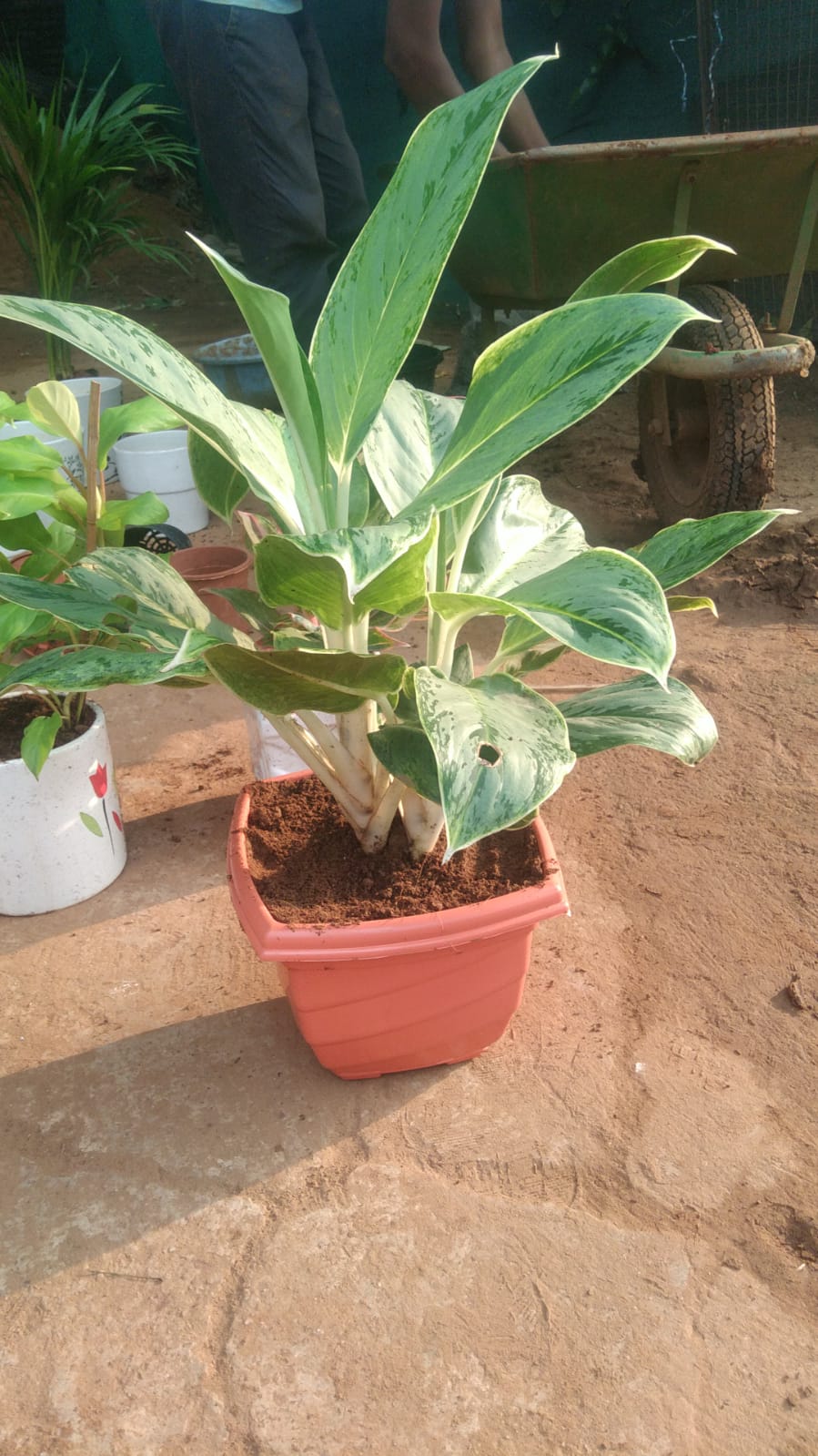 Plant