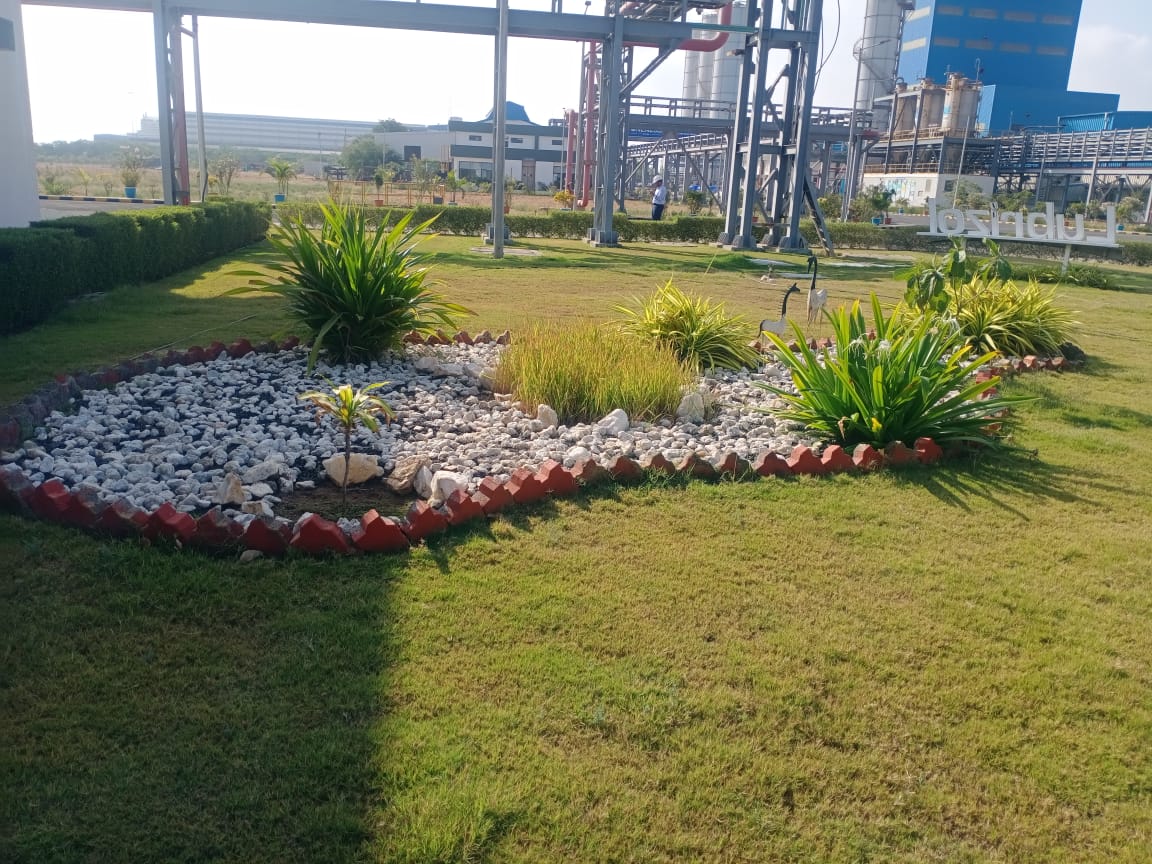 Plant