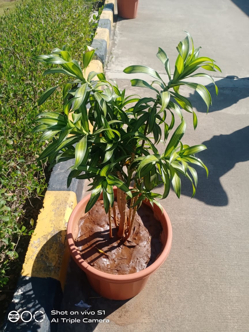 Plant