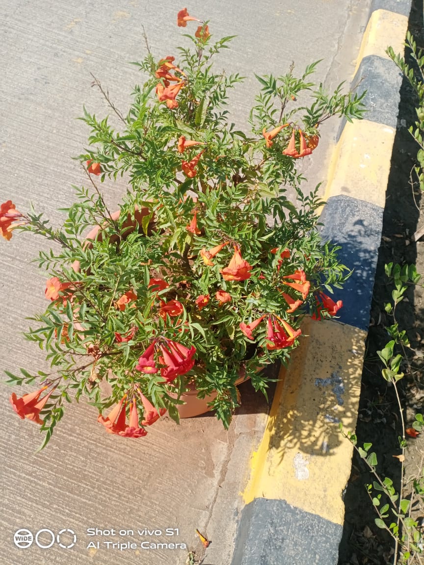 Plant