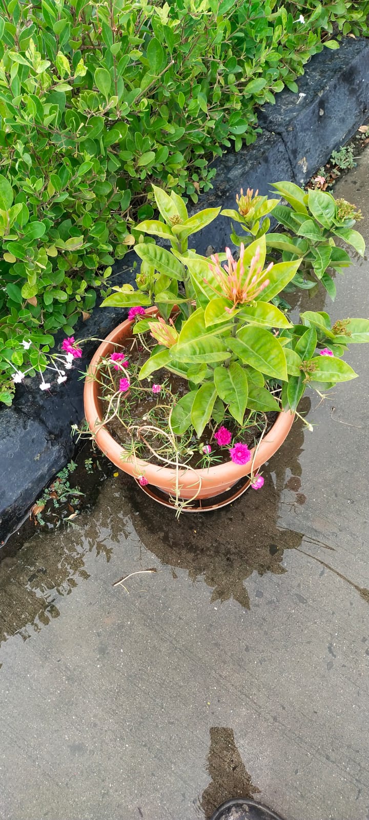 Plant