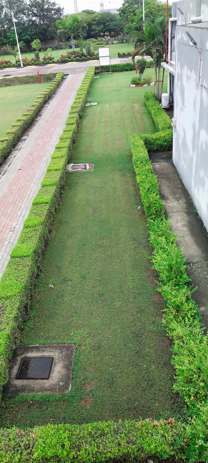 Plant