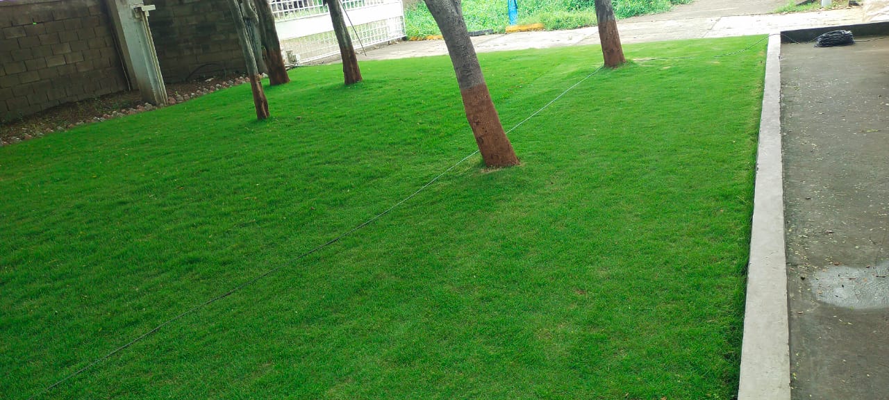 Plant