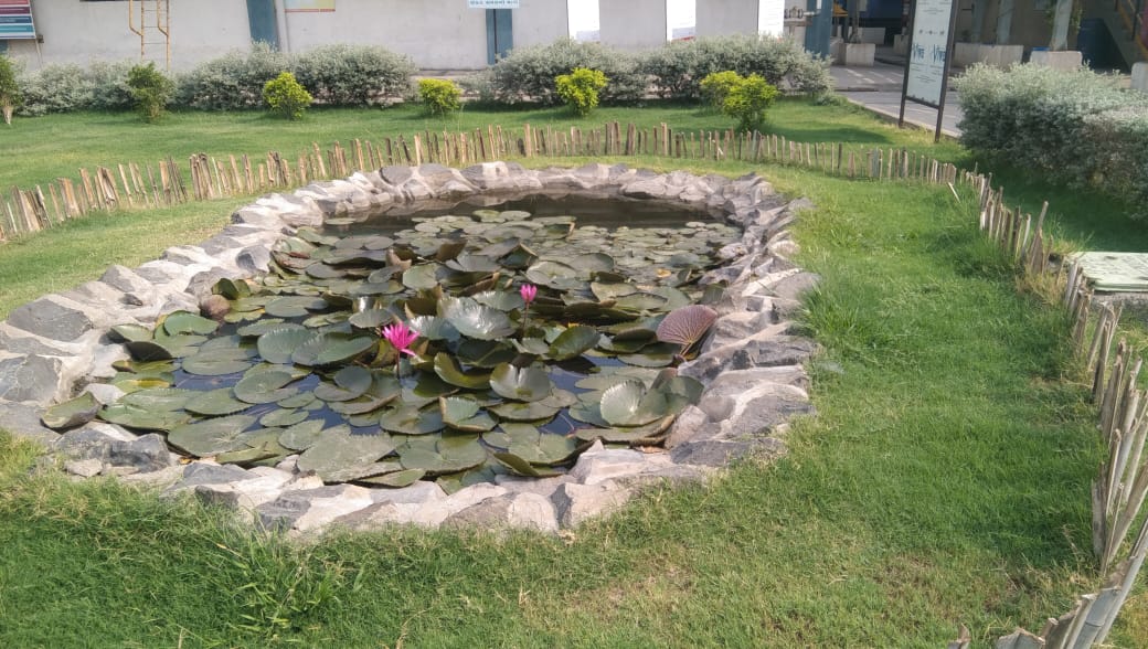 Plant