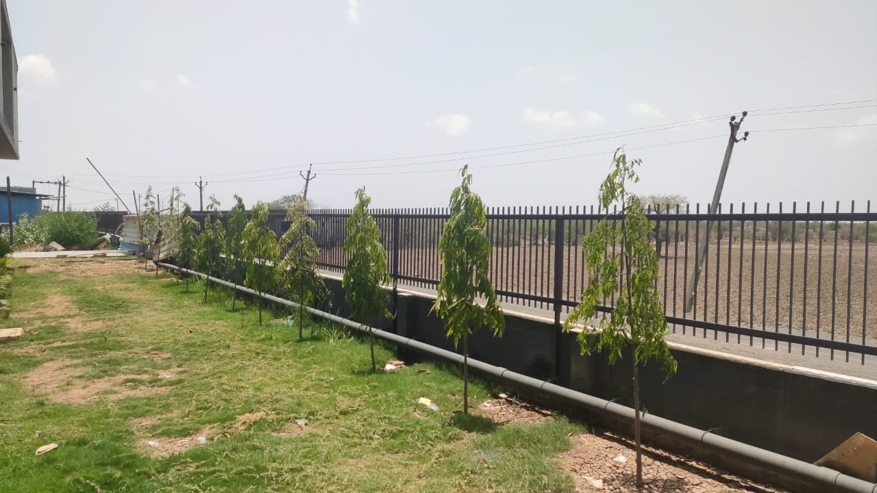 Plant