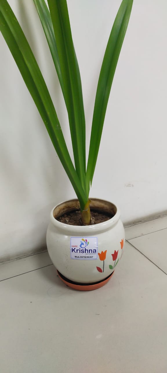 Plant