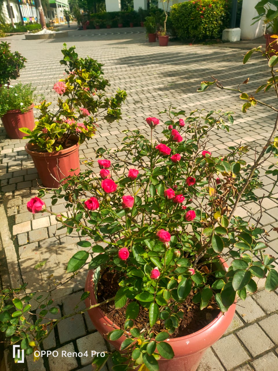 Plant