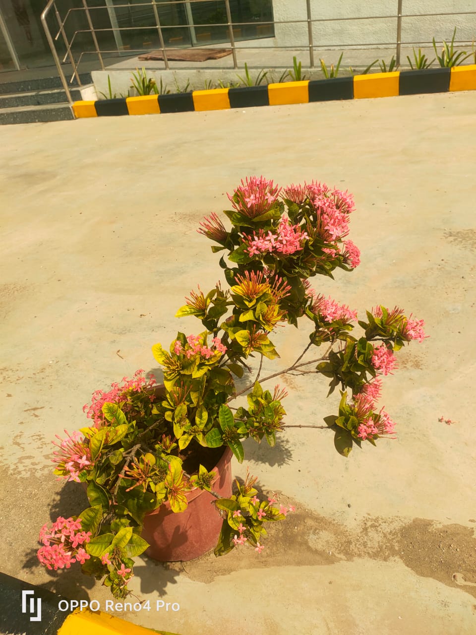 Plant