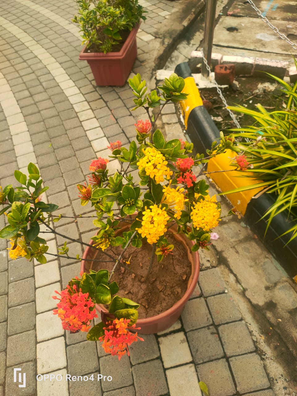 Plant