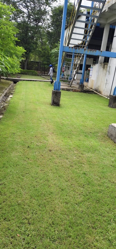 Plant