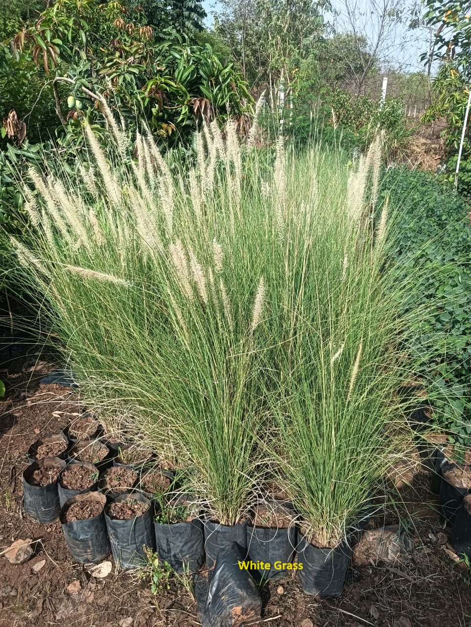 Plant